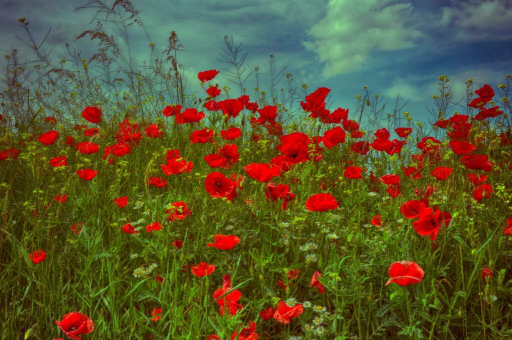 Neurolingvisztikus Programozás