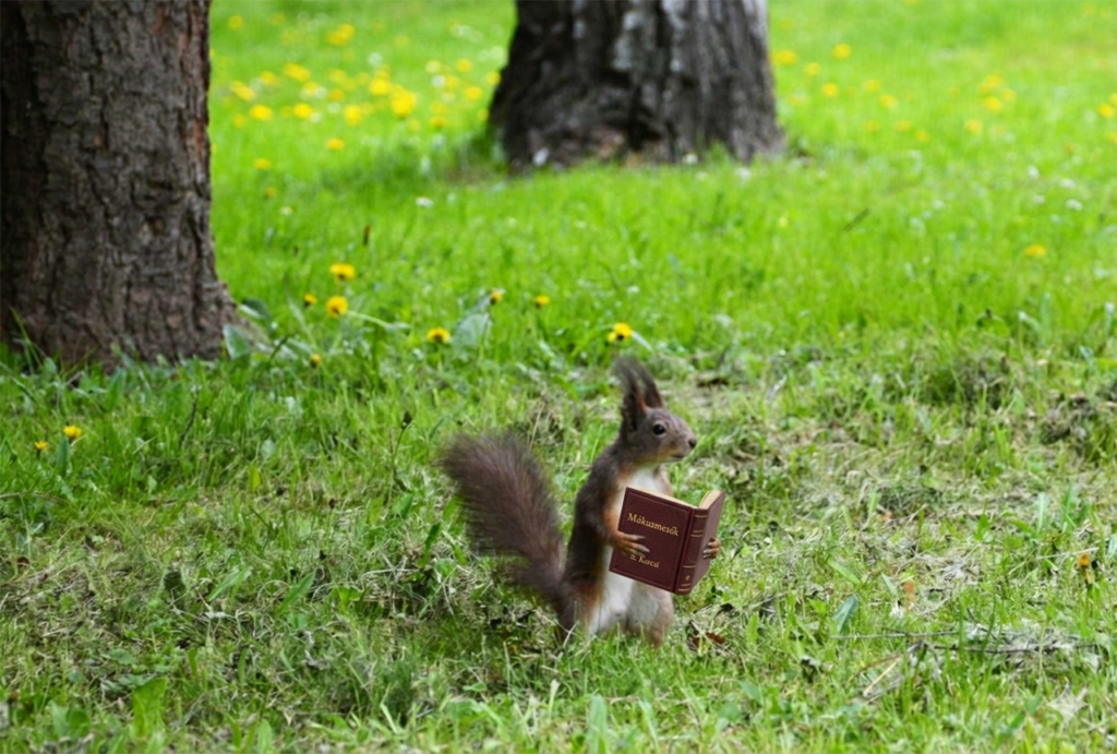 irodalomterápiás mókus